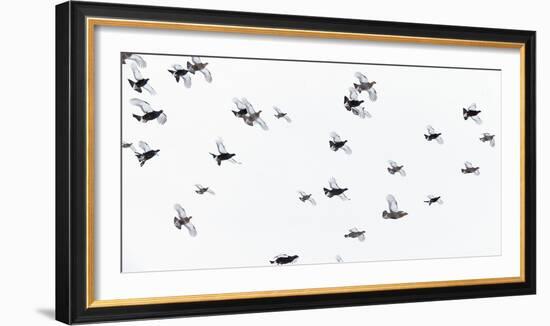 Black Grouse (Tetrao - Lyrurus Tetrix) Flock Flying in Snow, Suomussalmi, Finland, January-Markus Varesvuo-Framed Photographic Print