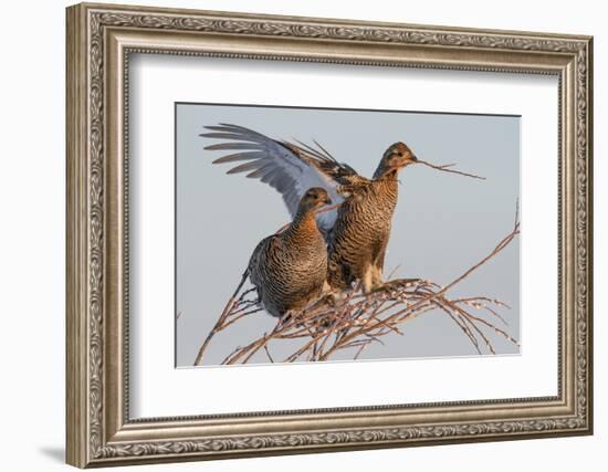 Black Grouse (Tetrao tetrix) females in tree in winter, Tver, Russia. April-Sergey Gorshkov-Framed Photographic Print