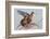 Black Grouse (Tetrao tetrix) females in tree in winter, Tver, Russia. April-Sergey Gorshkov-Framed Photographic Print