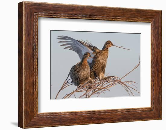 Black Grouse (Tetrao tetrix) females in tree in winter, Tver, Russia. April-Sergey Gorshkov-Framed Photographic Print