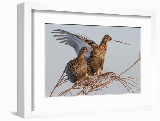 Black Grouse (Tetrao tetrix) females in tree in winter, Tver, Russia. April-Sergey Gorshkov-Framed Photographic Print