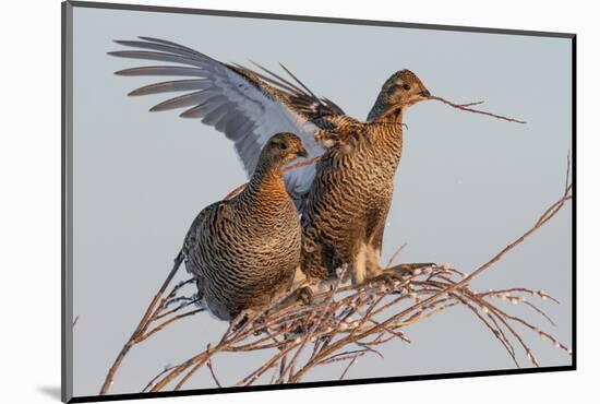 Black Grouse (Tetrao tetrix) females in tree in winter, Tver, Russia. April-Sergey Gorshkov-Mounted Photographic Print