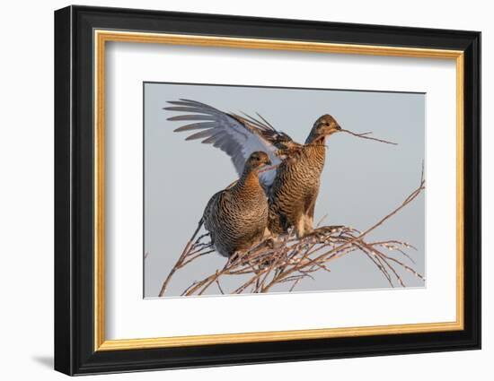 Black Grouse (Tetrao tetrix) females in tree in winter, Tver, Russia. April-Sergey Gorshkov-Framed Photographic Print