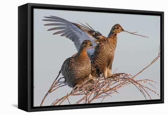 Black Grouse (Tetrao tetrix) females in tree in winter, Tver, Russia. April-Sergey Gorshkov-Framed Premier Image Canvas