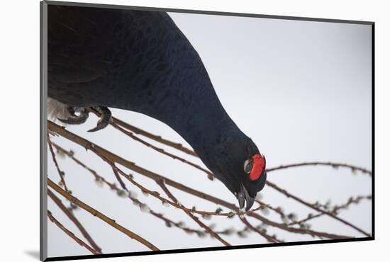 Black Grouse (Tetrao tetrix) male feeding on willow flowers in winter, Tver, Russia-Sergey Gorshkov-Mounted Photographic Print