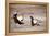 Black Grouse (Tetrao Tetrix) Males Displaying at Lek, Cairngorms Np, Grampian, Scotland-Mark Hamblin-Framed Premier Image Canvas
