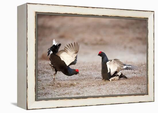 Black Grouse (Tetrao Tetrix) Males Displaying at Lek, Cairngorms Np, Grampian, Scotland-Mark Hamblin-Framed Premier Image Canvas