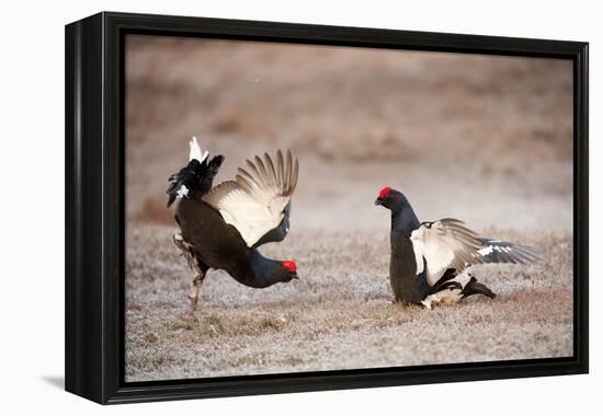 Black Grouse (Tetrao Tetrix) Males Displaying at Lek, Cairngorms Np, Grampian, Scotland-Mark Hamblin-Framed Premier Image Canvas