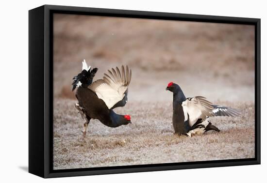 Black Grouse (Tetrao Tetrix) Males Displaying at Lek, Cairngorms Np, Grampian, Scotland-Mark Hamblin-Framed Premier Image Canvas