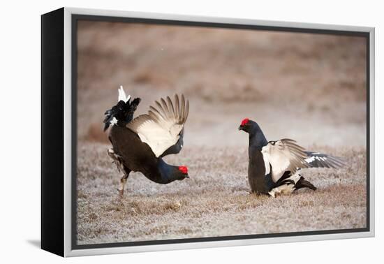 Black Grouse (Tetrao Tetrix) Males Displaying at Lek, Cairngorms Np, Grampian, Scotland-Mark Hamblin-Framed Premier Image Canvas