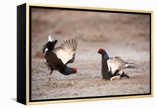 Black Grouse (Tetrao Tetrix) Males Displaying at Lek, Cairngorms Np, Grampian, Scotland-Mark Hamblin-Framed Premier Image Canvas