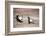 Black Grouse (Tetrao Tetrix) Males Displaying at Lek, Cairngorms Np, Grampian, Scotland-Mark Hamblin-Framed Photographic Print