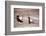 Black Grouse (Tetrao Tetrix) Males Displaying at Lek, Cairngorms Np, Grampian, Scotland-Mark Hamblin-Framed Photographic Print