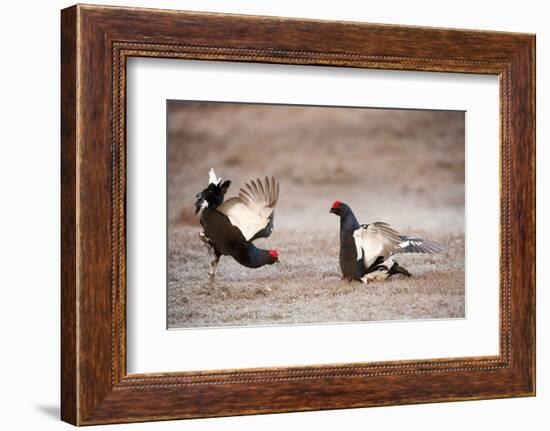 Black Grouse (Tetrao Tetrix) Males Displaying at Lek, Cairngorms Np, Grampian, Scotland-Mark Hamblin-Framed Photographic Print