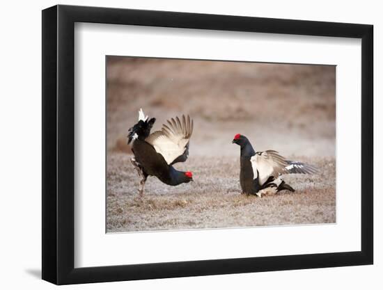 Black Grouse (Tetrao Tetrix) Males Displaying at Lek, Cairngorms Np, Grampian, Scotland-Mark Hamblin-Framed Photographic Print