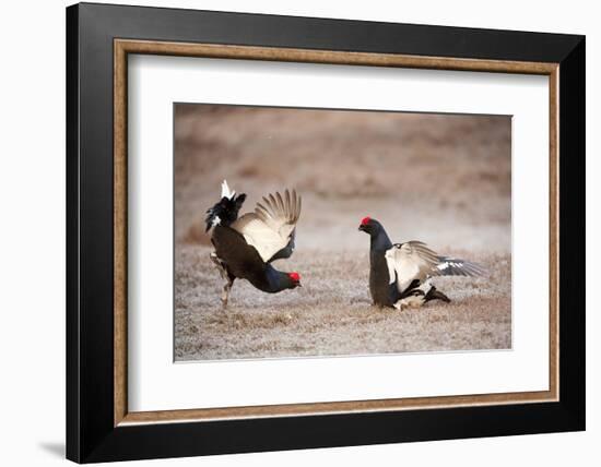 Black Grouse (Tetrao Tetrix) Males Displaying at Lek, Cairngorms Np, Grampian, Scotland-Mark Hamblin-Framed Photographic Print