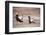 Black Grouse (Tetrao Tetrix) Males Displaying at Lek, Cairngorms Np, Grampian, Scotland-Mark Hamblin-Framed Photographic Print