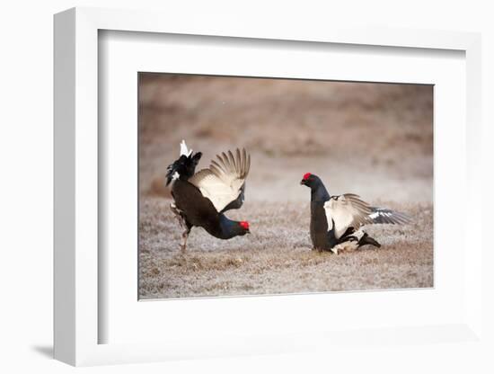 Black Grouse (Tetrao Tetrix) Males Displaying at Lek, Cairngorms Np, Grampian, Scotland-Mark Hamblin-Framed Photographic Print