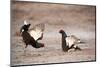 Black Grouse (Tetrao Tetrix) Males Displaying at Lek, Cairngorms Np, Grampian, Scotland-Mark Hamblin-Mounted Photographic Print