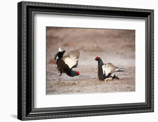 Black Grouse (Tetrao Tetrix) Males Displaying at Lek, Cairngorms Np, Grampian, Scotland-Mark Hamblin-Framed Photographic Print