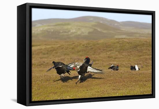 Black Grouse (Tetrao Tetrix) Males Fighting at Lek, Cairngorms Np, Grampian, Scotland, UK, April-Mark Hamblin-Framed Premier Image Canvas