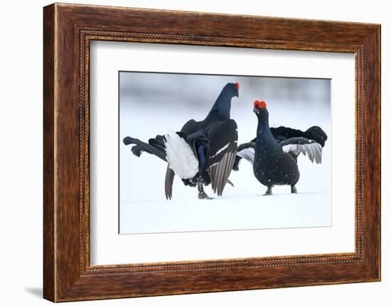 Black Grouse (Tetrao tetrix) males fighting at lek in the snow, Tver, Russia-Sergey Gorshkov-Framed Photographic Print