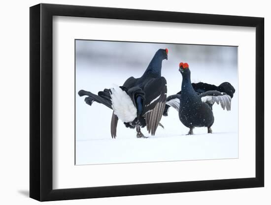 Black Grouse (Tetrao tetrix) males fighting at lek in the snow, Tver, Russia-Sergey Gorshkov-Framed Photographic Print
