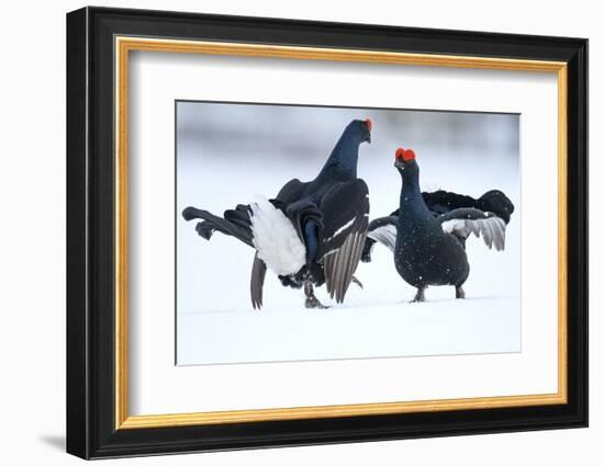 Black Grouse (Tetrao tetrix) males fighting at lek in the snow, Tver, Russia-Sergey Gorshkov-Framed Photographic Print