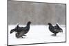 Black Grouse (Tetrao tetrix) males fighting at lek in the snow, Tver, Russia-Sergey Gorshkov-Mounted Photographic Print