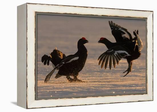 Black Grouse (Tetrao tetrix) males fighting in winter, Tver, Russia. April-Sergey Gorshkov-Framed Premier Image Canvas