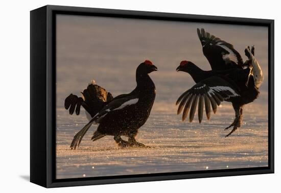 Black Grouse (Tetrao tetrix) males fighting in winter, Tver, Russia. April-Sergey Gorshkov-Framed Premier Image Canvas