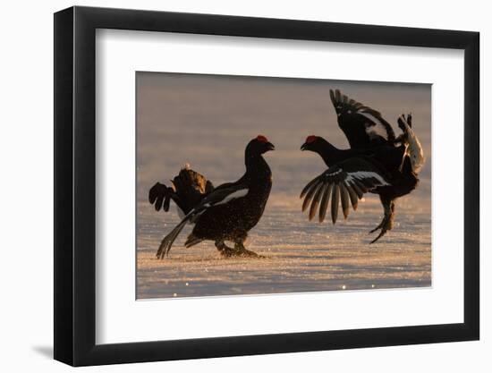 Black Grouse (Tetrao tetrix) males fighting in winter, Tver, Russia. April-Sergey Gorshkov-Framed Photographic Print