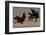 Black Grouse (Tetrao tetrix) males fighting in winter, Tver, Russia. April-Sergey Gorshkov-Framed Photographic Print