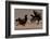 Black Grouse (Tetrao tetrix) males fighting in winter, Tver, Russia. April-Sergey Gorshkov-Framed Photographic Print