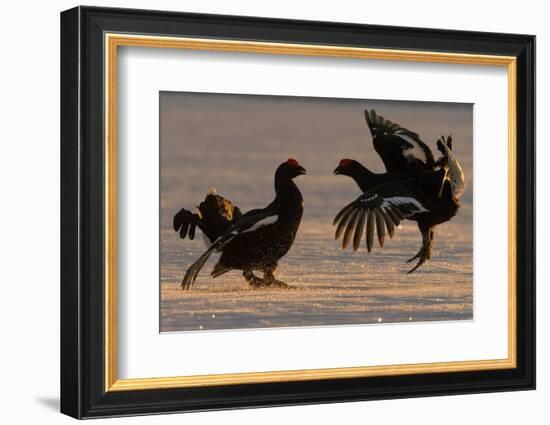 Black Grouse (Tetrao tetrix) males fighting in winter, Tver, Russia. April-Sergey Gorshkov-Framed Photographic Print