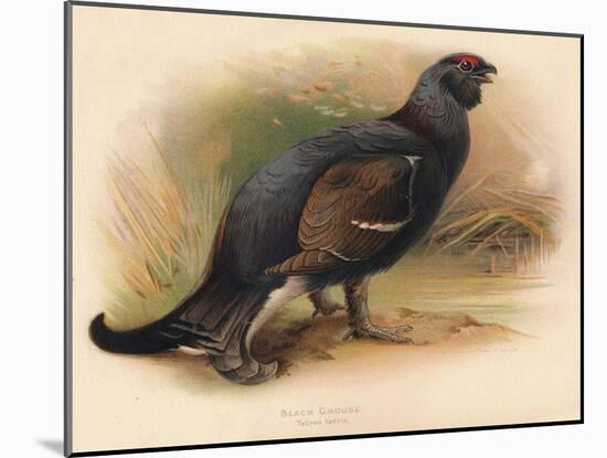 Black Grouse (Tetrau tetrix), 1900, (1900)-Charles Whymper-Mounted Giclee Print