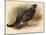 Black Grouse (Tetrau tetrix), 1900, (1900)-Charles Whymper-Mounted Giclee Print