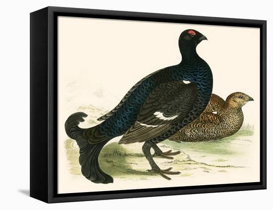 Black Grouse-Beverley R. Morris-Framed Premier Image Canvas