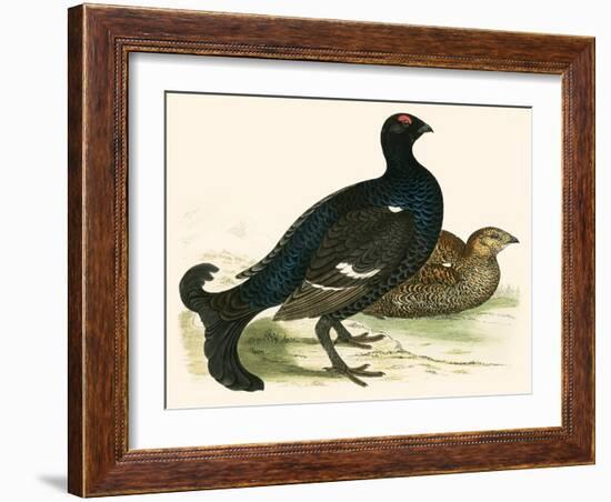 Black Grouse-Beverley R. Morris-Framed Giclee Print