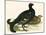 Black Grouse-Beverley R. Morris-Mounted Giclee Print