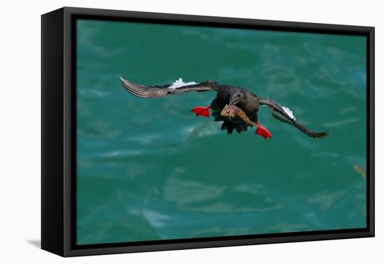 Black guillemot holding fish in beak, Scotland-Terry Whittaker-Framed Premier Image Canvas