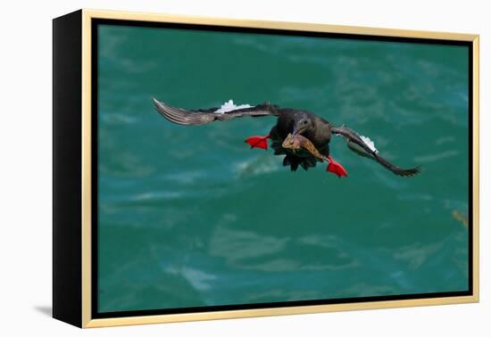 Black guillemot holding fish in beak, Scotland-Terry Whittaker-Framed Premier Image Canvas