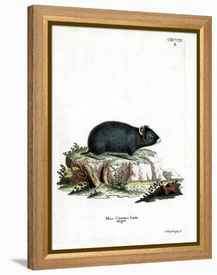 Black Hamster-null-Framed Premier Image Canvas