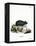 Black Hamster-null-Framed Premier Image Canvas