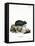 Black Hamster-null-Framed Premier Image Canvas