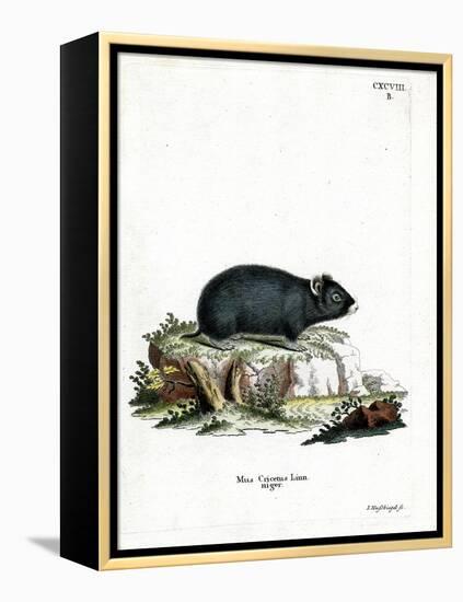 Black Hamster-null-Framed Premier Image Canvas