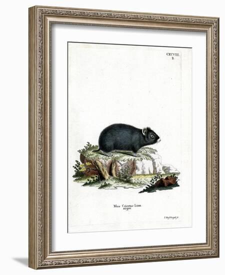 Black Hamster-null-Framed Giclee Print