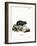 Black Hamster-null-Framed Giclee Print