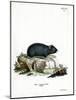 Black Hamster-null-Mounted Giclee Print