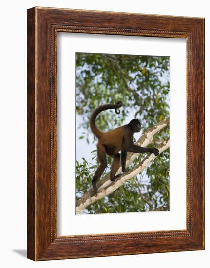 Black-Handed Spider Monkey (Ateles Geoffroyi Ornatus) with Prehensile Tail Curled Round-Suzi Eszterhas-Framed Photographic Print